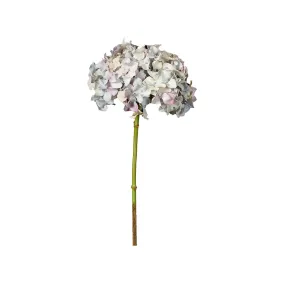 Hydrangea (Without Leaves)