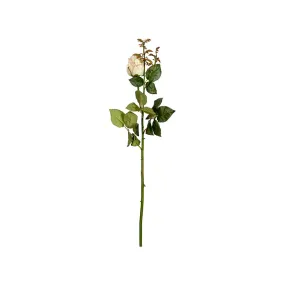 Rose Dutchess Bud (II)